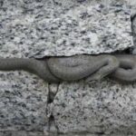 Чому змії обирають вашу ділянку і як цьому запобігти?