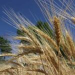 Ціни на ячмінь в Україні продовжують…