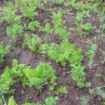 Як виростити велику та смачну моркву:…