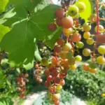 Не цвіте і не плодоносить: чому…