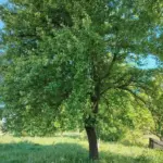 Чи можна забивати цвяхи в дерева:…