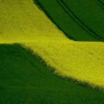 Повне скасування експортних мит на сою…