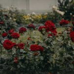 Чому троянди “перероджуються” у шипшину та…