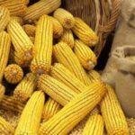 В Україні падають ціни на кукурудзу…