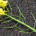 Український експорт ріпаку падає, внутрішня переробка…