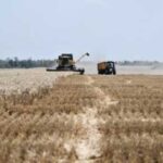 В Україні закінчили жнива пшениці, ячменю…