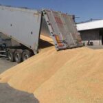 Україна експортувала 6,56 мільйона тонн зерна…