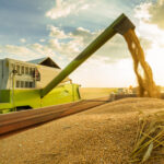 Україна збільшує виробництво твердої пшениці: до…