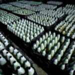 Збройовий експорт України: потенціал для глобального…