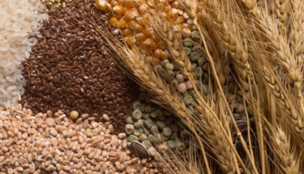 Китай очолив закупівлі українського ріпакового шроту