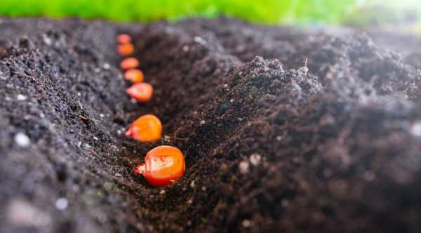 Приблизно половину прибутку Інститут зернових культур має з виробництва насіння