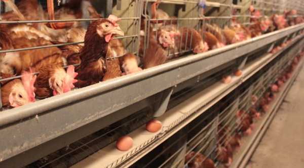 Птахокомплекс під Києвом має намір отримати 5,5 млн грн шляхом…