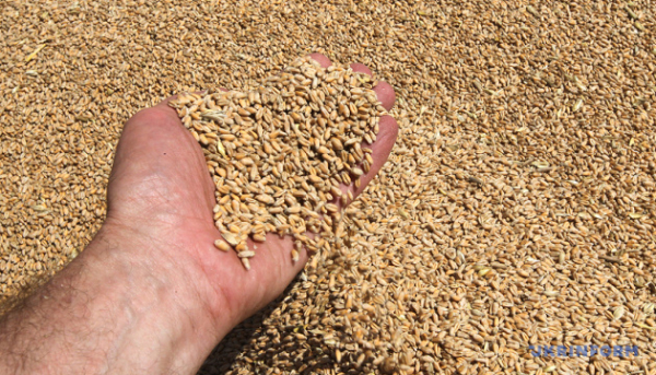 З України вивезли більш як 21 мільйон тонн збіжжя та бобових