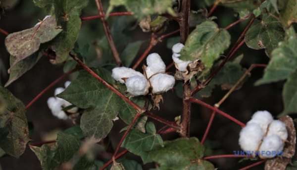 Узбекистан посилює нагляд за вивозом бавовняної вати