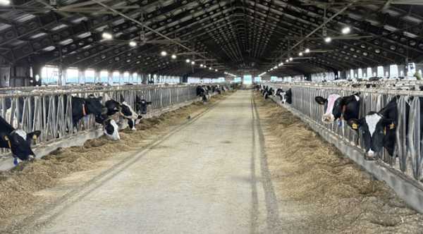 На Волині з’явиться ферма для худоби на 4 тисячі голів.