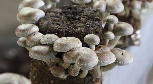 Ключові труднощі грибної галузі України визначено.