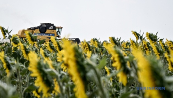 Соняшник в Україні зріс у ціні.