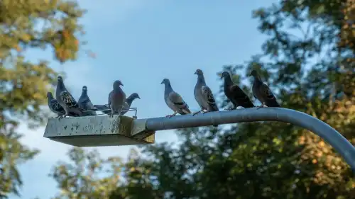 Таємниці розкішних кортежів та переповнених кав’ярень