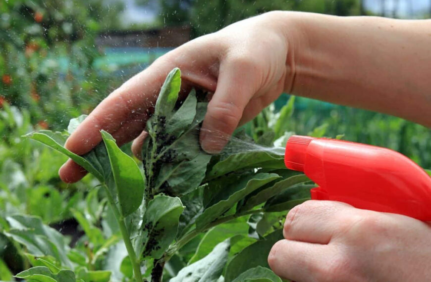 Як не помилитися з вибором препаратів для саду та городу