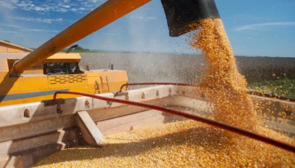 БЕБ зупинило нелегальне вивезення збіжжя з Одеського порту.