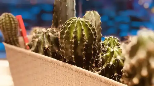 Дарвін помилявся? Кактуси та еволюційна революція квітів