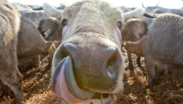 В лютому Україна наростила вивіз великої рогатої худоби.