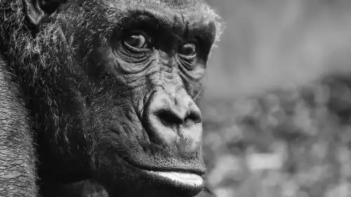 Яким постане людство прийдешнього?