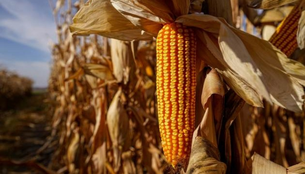 У поточному маркетинговому році Україна має потенціал наростити вивіз зерна кукурудзи на 8,3%