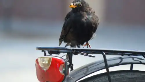 Чому потрібні безбілетники