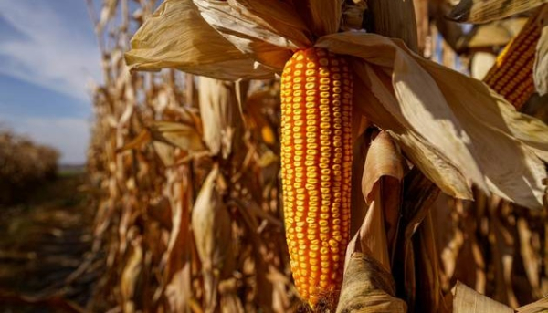 Імпорт українського зерна досяг 19,51 мільйона тонн