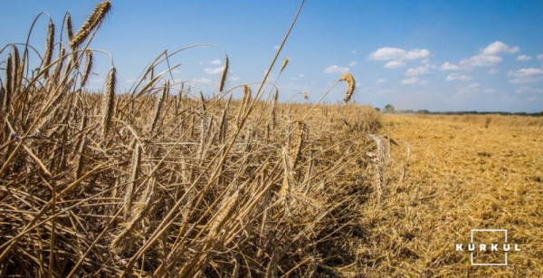 Україна втратила конкурентоспроможність на світовому ринку жита — експерт