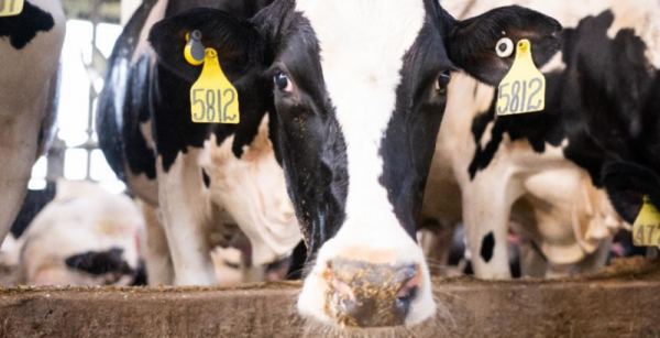 GEA покращила хмарну систему відстеження корів CowScout Cloud — КУРКУЛЬ