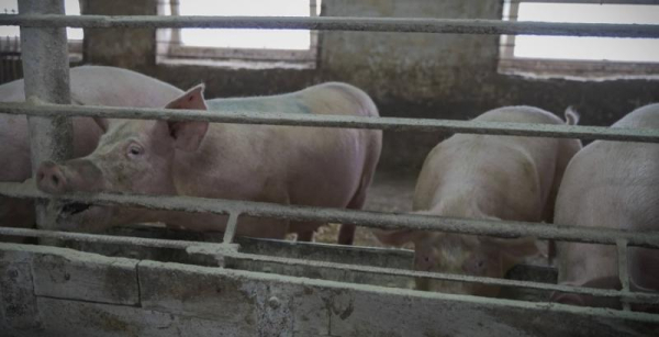 Свинопоголів’я в агросекторі досягло 3,31 мільйона — КУРКУЛЬ