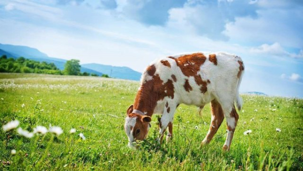 Великої рогатої худоби на сільськогосподарських підприємствах України за рік збільшилося на 4%, тоді як…