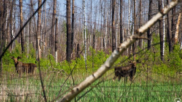 Збитки від нелегального пересування транспорту та джипінгу заповідними територіями у 2026 році прогнозують на рівні 1,4 мільйона гривень – повідомляє Мінекономіки.