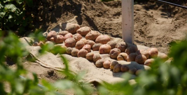 На Волині засновано аграрний кластер для вирощування картоплі — КУРКУЛЬ