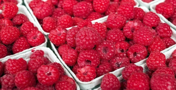 Сербська малина: неврожай до 30% відкриває вікна для України — КУРКУЛЬ