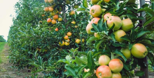 Новий урожай обіцяє здешевлення яблук на 11–20% — КУРКУЛЬ