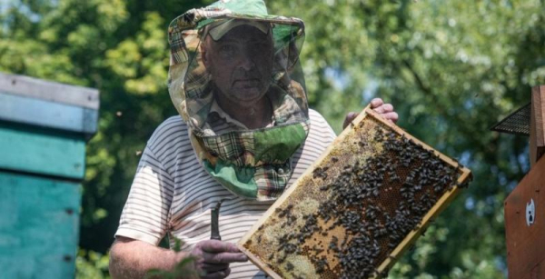 Незважаючи на близькість до меж, пасічник із Сумщини вважає область придатною для бджільництва — КУРКУЛЬ