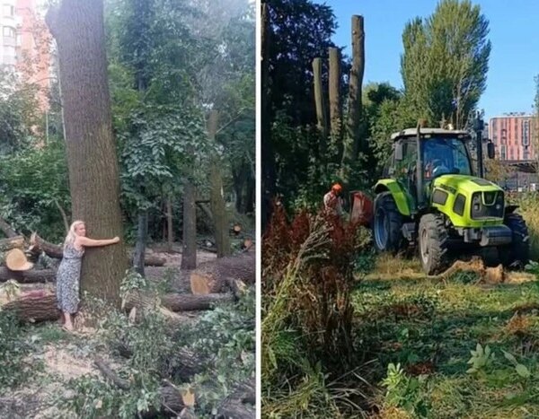 У Києві спалахнув конфлікт через вирубку дерев на Теремках: що кажуть жителі, влада та поліція