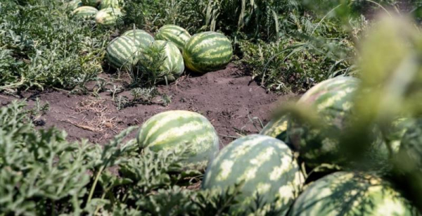 Зібрано вдвічі більше врожаю, але вартість впала вп’ятеро — що відбувається на ринку кавунів на Херсонщині — КУРКУЛЬ