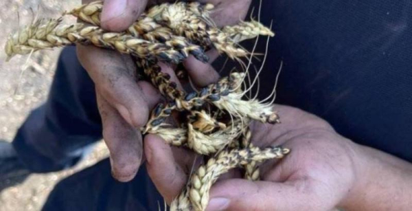 На Миколаївщині ворожий дрон атакував агропідприємство — АГРОПОЛІТИКА