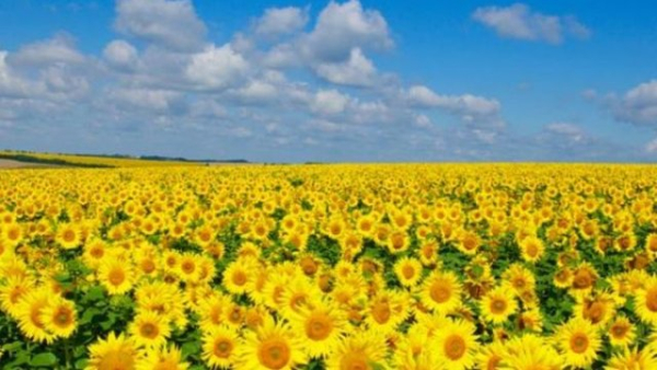 Вартість зерна в Україні за семиденний період залишилася незмінною, але ціна тонни соняшнику знизилася на $110, а експортна ціна ріпаку підвищилася на $5.