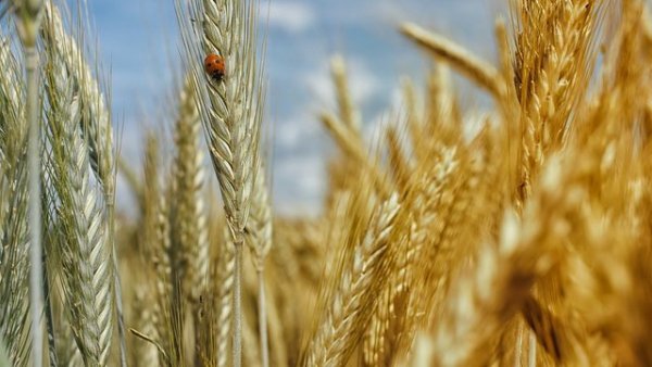 Міністерство аграрної політики планує у 2027 році надати аграріям з прифронтових зон виплати до 10,46 тис. грн за гектар.