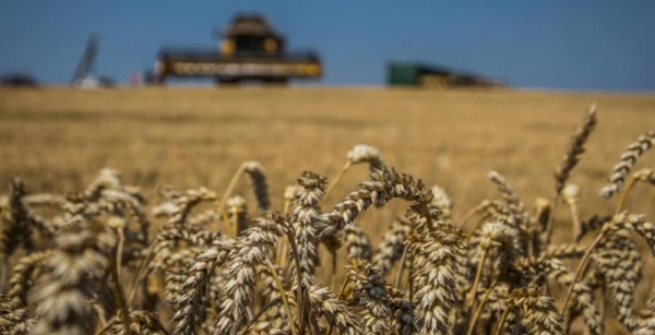 Ціни на пшеницю у світі підскочили через спекуляції та події в Чорноморському регіоні — КУРКУЛЬ