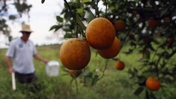 Чи врятують генно-модифіковані дерева цитрусову галузь Флориди?