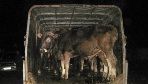 Україна поставлятиме велику рогату худобу до Алжиру