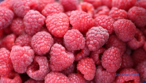 Україна збільшує експорт ягід до Франції та Німеччини - галузева асоціація